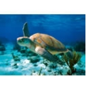 PUZZLES HQ 500 PIESE - Sea Turtle