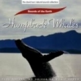 Humpback Whales