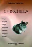 Chinchilla