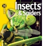INSIDERS - INSECTS AND SPIDERS