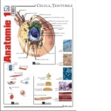 Pliant Anatomie 1