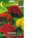 CELOSIA Cresta di Gallo Nana in mix