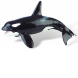 Balena Orca