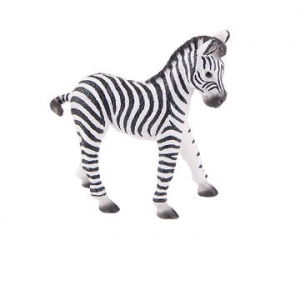 Pui de zebra