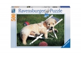 Puzzle Ravensburger - Golden Retriever, 500 piese (14179)