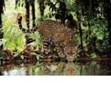 PUZZLE 2000 PIESE - LEOPARD - 32537