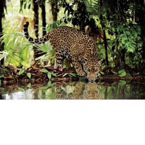 PUZZLE 2000 PIESE - LEOPARD - 32537