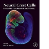 Neural Crest Cells