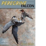 Peregrine Falcon