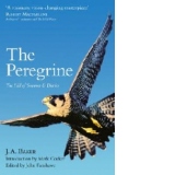 Peregrine