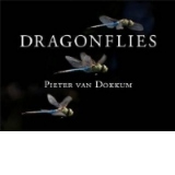 Dragonflies