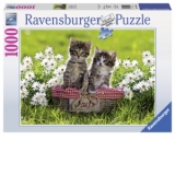 PUZZLE PISICUTE IN COSULET, 1000 PIESE