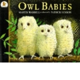 Owl Babies