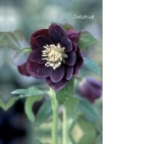 Notebook Hellebore