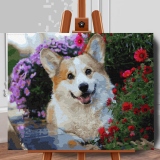 Set pictura pe numere (panza) Catel Corgi intre flori 40x50 cm