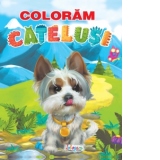 Coloram catelusi