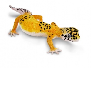 Gecko leopard