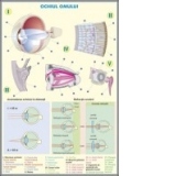 Plansa Ochiul omului / Ochiul la animale