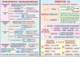 Fonetica(1) /Complementele necircumstantiale (1) (duo)