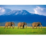 PUZZLE 1500 HIGH QUALITY COLLECTION - Elephants Walking (18+)